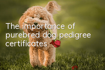 The importance of purebred dog pedigree certificates