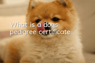 What is a dog’s pedigree certificate?