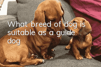 What breed of dog is suitable as a guide dog?