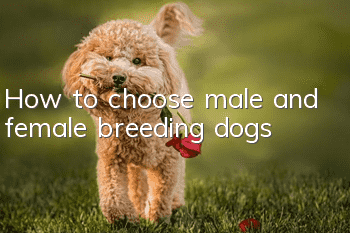How to choose male and female breeding dogs?