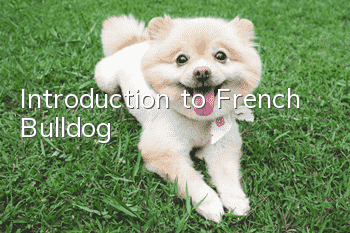 Introduction to French Bulldog