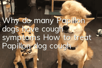 Why do many Papillon dogs have cough symptoms? How to treat Papillon dog cough?