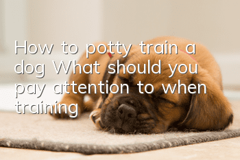 How to potty train a dog? What should you pay attention to when training?