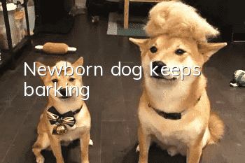 Newborn dog keeps barking
