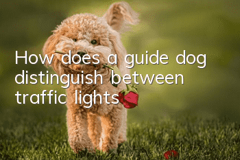 How does a guide dog distinguish between traffic lights?