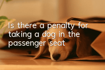 Is there a penalty for taking a dog in the passenger seat?
