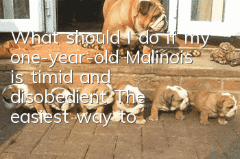 What should I do if my one-year-old Malinois is timid and disobedient? The easiest way to train a Malinois!
