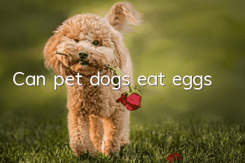 Can pet dogs eat eggs?