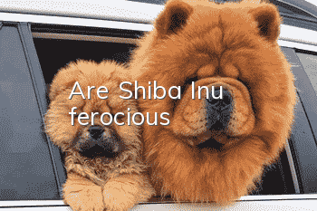 Are Shiba Inu ferocious?