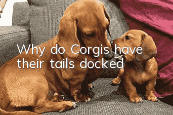 Why do Corgis have their tails docked?
