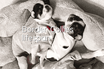 Border Collie's lifespan
