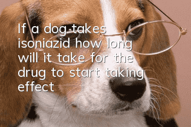 If a dog takes isoniazid, how long will it take for the drug to start taking effect?