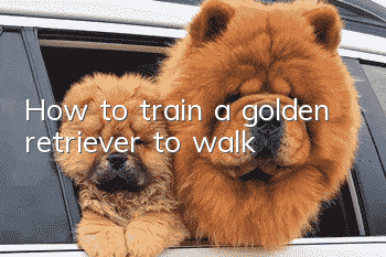 How to train a golden retriever to walk