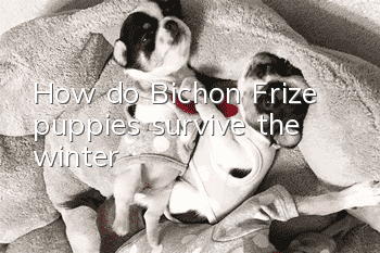 How do Bichon Frize puppies survive the winter?