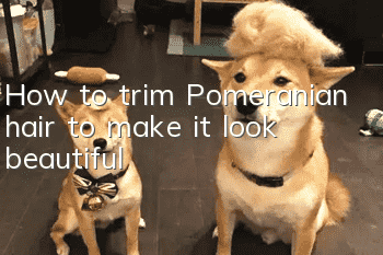 How to trim Pomeranian hair to make it look beautiful
