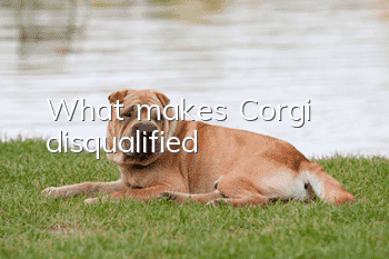 What makes Corgi disqualified?