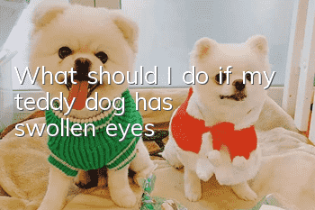What should I do if my teddy dog has swollen eyes?