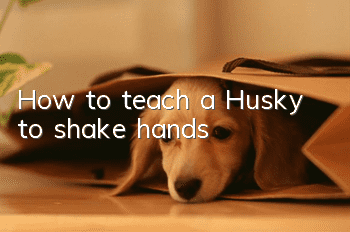 How to teach a Husky to shake hands