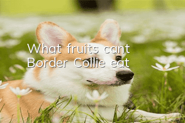 What fruits can’t Border Collie eat?
