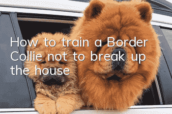 How to train a Border Collie not to break up the house
