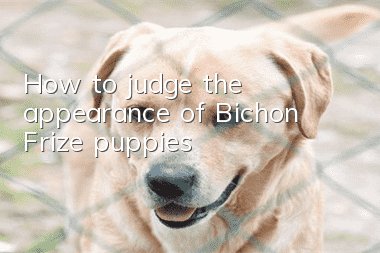 How to judge the appearance of Bichon Frize puppies