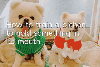 How to train a bichon to hold something in its mouth