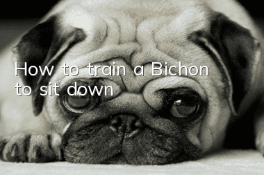 How to train a Bichon to sit down