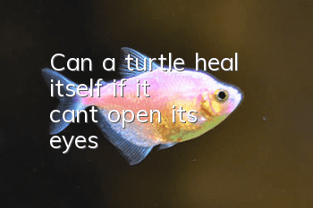 Can a turtle heal itself if it can't open its eyes?