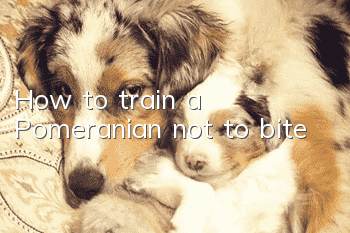 How to train a Pomeranian not to bite