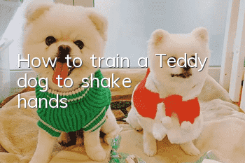 How to train a Teddy dog ​​to shake hands