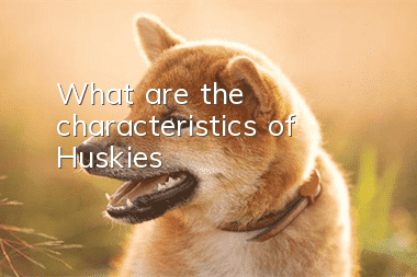What are the characteristics of Huskies?