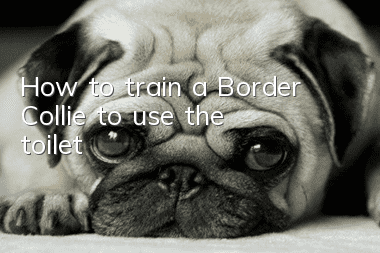 How to train a Border Collie to use the toilet