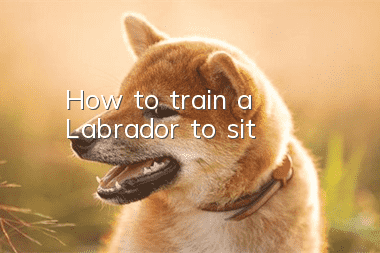 How to train a Labrador to sit