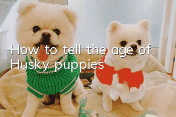 How to tell the age of Husky puppies