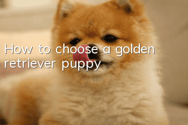 How to choose a golden retriever puppy