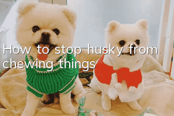 How to stop husky from chewing things