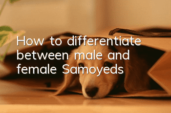 How to differentiate between male and female Samoyeds