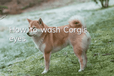 How to wash Corgi’s eyes