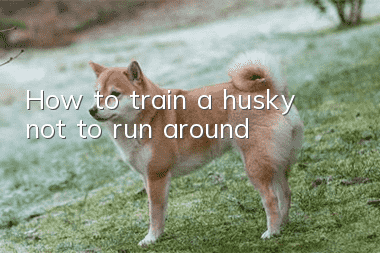 How to train a husky not to run around