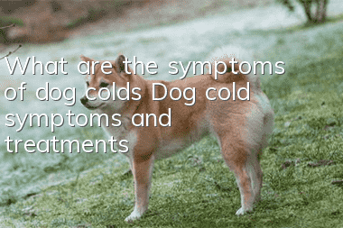 What are the symptoms of dog colds? Dog cold symptoms and treatments