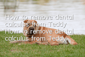 How to remove dental calculus from Teddy How to remove dental calculus from Teddy