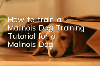 How to train a Malinois Dog Training Tutorial for a Malinois Dog