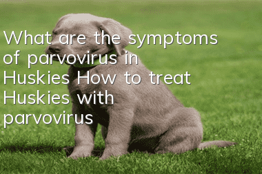 What are the symptoms of parvovirus in Huskies? How to treat Huskies with parvovirus?