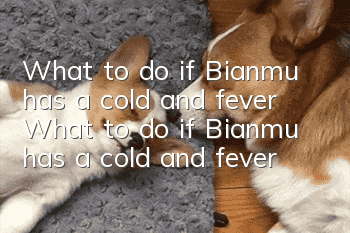 What to do if Bianmu has a cold and fever What to do if Bianmu has a cold and fever