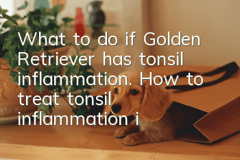 What to do if Golden Retriever has tonsil inflammation. How to treat tonsil inflammation in Golden Retriever dog.