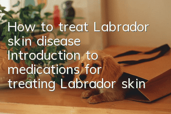 How to treat Labrador skin disease? Introduction to medications for treating Labrador skin disease.