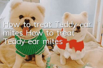 How to treat Teddy ear mites How to treat Teddy ear mites