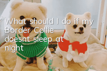 What should I do if my Border Collie doesn’t sleep at night?