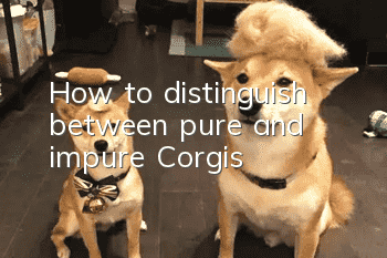 How to distinguish between pure and impure Corgis