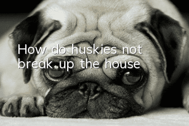 How do huskies not break up the house?